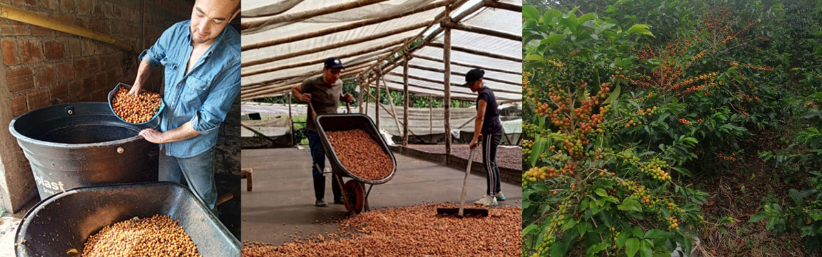 Villa Pastora Café rare de Colombie