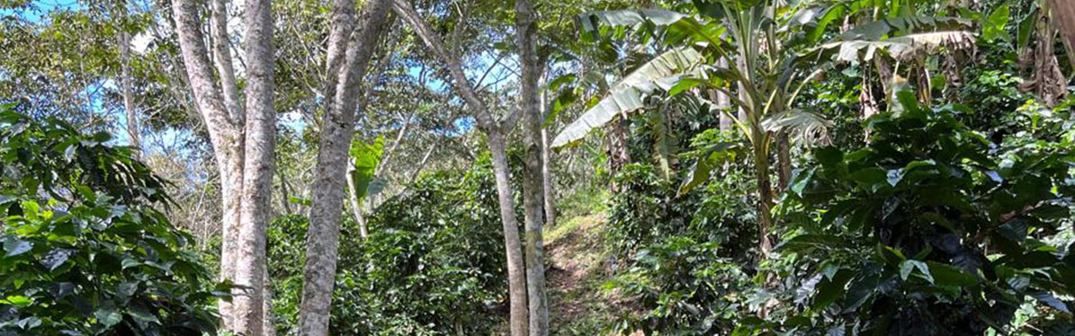 Los Lirios Nicaragua